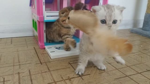 Два брата боятся игрушку ? Купили первую игрушку для котят Смешные котята смотреть онлайн