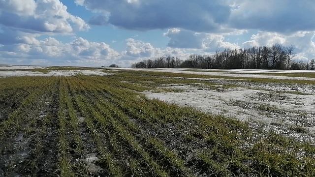29.03.21. Озимая пшеница, сорт Гром (состояние после зимы)