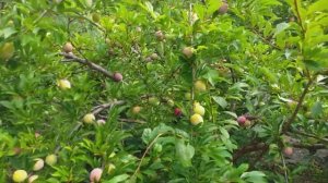 Слива диплоидная сорт раннесредний Гайя(plum Gaia). Дегустация