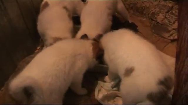 щенки 1 месяц мои смотреть онлайн