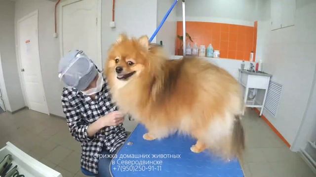 Ускоренное видео процесса стрижки шпица смотреть онлайн