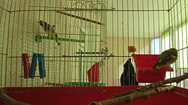 🐤🐤🐤 SONG SISKIN / Чиж - утренняя песня. смотреть онлайн
