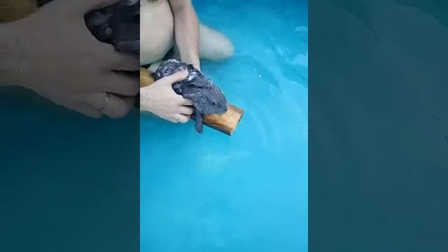 Могут ли кролики плавать? - Могут смотреть онлайн