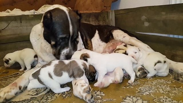 Мама алабай Гуня и  ее щенки алабая 12 дней