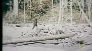 Реальное видео снежного человека  сделанное в 1967г (Roger Patterson Bigfoot Footage)