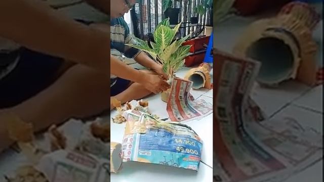 Unboxing : Aglonema Green Silk смотреть онлайн