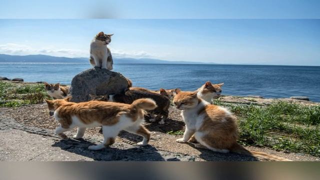 Интересные факты о кошках и собаках смотреть онлайн