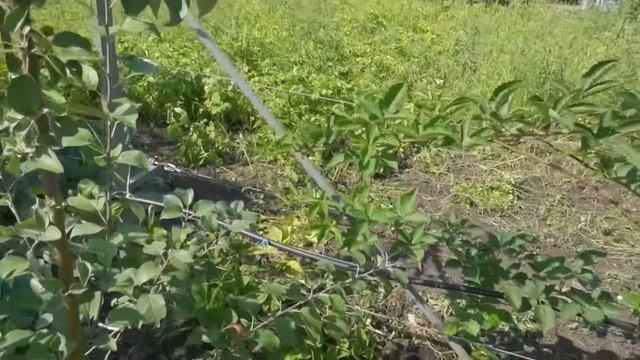 Яблоня сорта Елена. смотреть онлайн