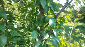 Десертная Россошанская , груша из Воронежа ..