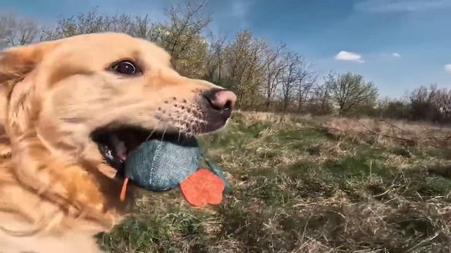 Dog TV 🐕 Dog Walking in the Forest with Nature Sound + Calming Music for Dog with Anxiety & Stresse смотреть онлайн