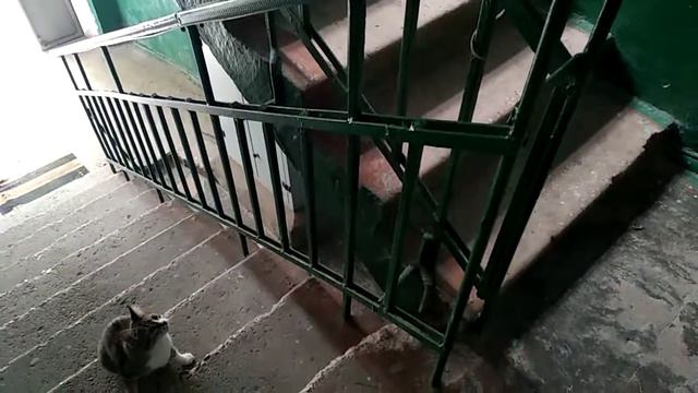 наглая крыса в подъезде смотреть онлайн