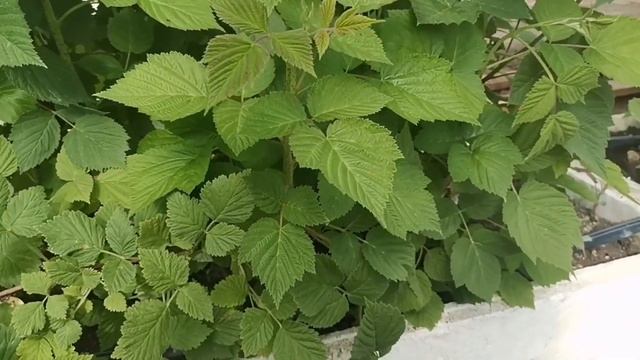 Малина ПШЕХИБА! Эксперимент в теплице! смотреть онлайн