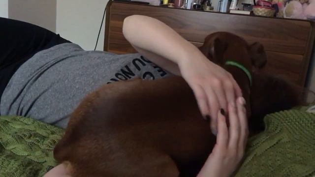 Цвергпинчер лезет целоваться смотреть онлайн