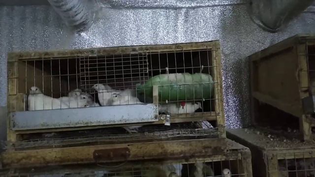 перепела техасцы 1,5 месеца смотреть онлайн