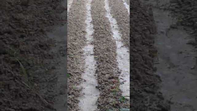 Namangan viloyati Kosonsoy tumani смотреть онлайн