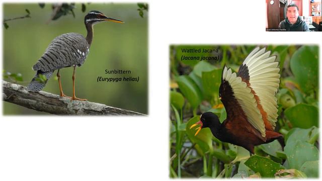 Pantanal (Brazil) Birding With Jose Antonio Padilla Reyes