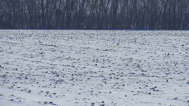 Охота на зайца по первому снегу 2019. смотреть онлайн