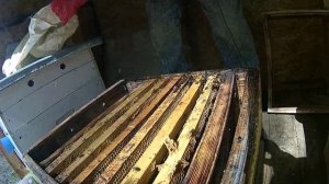 Нет матки после зимовки пчёл. Действия.