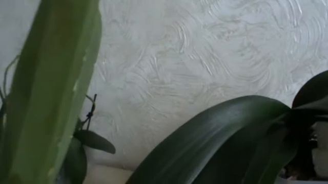 Цветет орхидея камбрия без корней смотреть онлайн