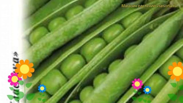 Горох Беркут (Горох). Краткий обзор, описание характеристик, где купить семена Pisum Sativum