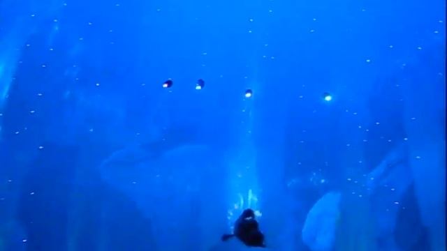 City Of Dreams Macau - Dragon's Treasure Show at The Bubble | Travelling Foodie смотреть онлайн