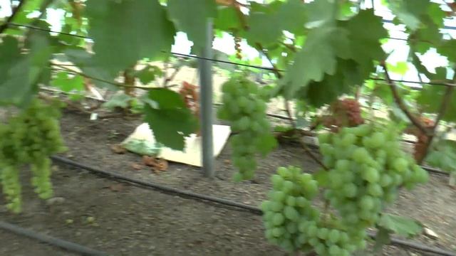 Экскурсия по виноградной теплице в питомнике ЛПХ Макаревич 17 августа 2019 г смотреть онлайн