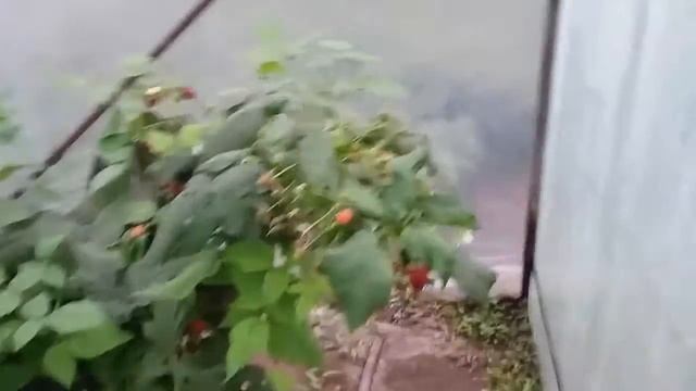 О фацелии.Почему нет всходов. смотреть онлайн