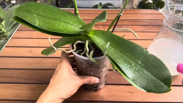 Hãy làm ngay điều rất dễ này! Cây lan lập tức nở hoa quanh năm смотреть онлайн