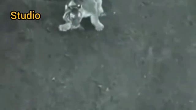 Леф ваюит с Тигром очен силни бой(090) смотреть онлайн