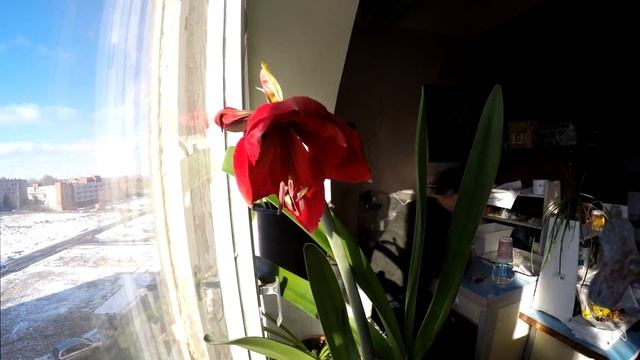 На это можно смотреть бесконечно: цветение Амариллиса смотреть онлайн