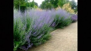 НОВИНКА !!! ГДЕ  КУПИТЬ  и  КАК ВЫРАСТИТЬ???  ПЕРОВСКИЯ  в дизайне сада.