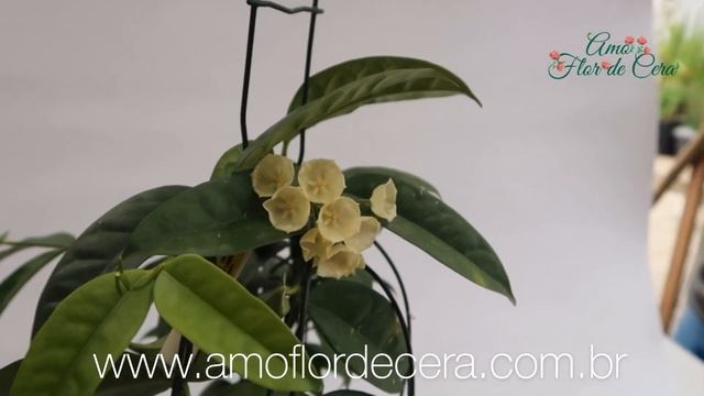 ?Hoya campanulata? смотреть онлайн