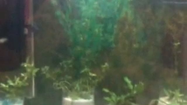 New planted tropical tank using flourish excel смотреть онлайн