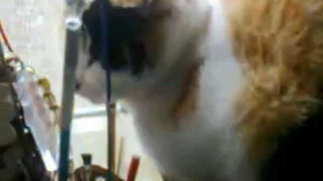 котэ на горшке смотреть онлайн