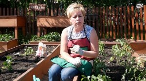 Как Посадить Базилик ?Секреты Правильного Выращивания ? Советы От Хитсад ТВ