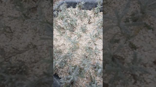 Сантолина черенкование. смотреть онлайн