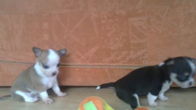 Детки Ляли и Шарма(age of puppies - 27 days) смотреть онлайн