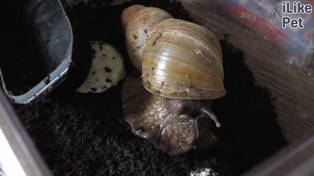 Почему не стоит заводить улитку? смотреть онлайн