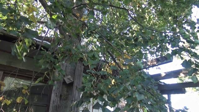 Осенняя подкормка сироп