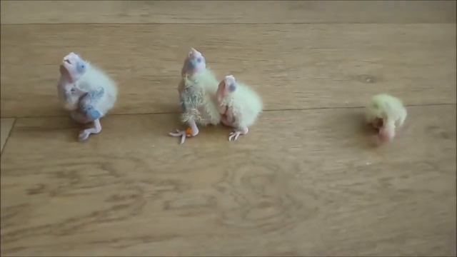 КАК РАСТУТ ПТЕНЦЫ КОРЕЛЛЫ смотреть онлайн