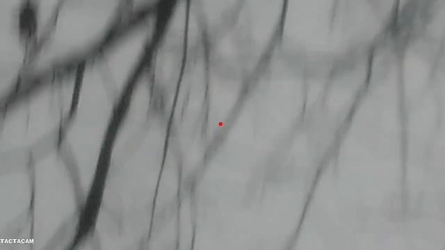 Tactacam 6.0 Snowy Duck Hunt In SEMO смотреть онлайн