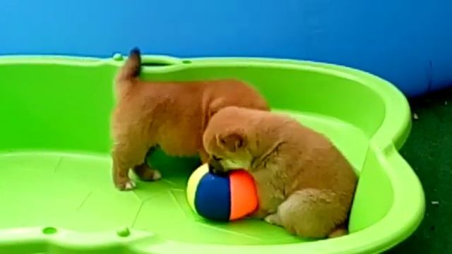 Щенки Шиба (Сиба ину) в продаже 8-926-341-30-36 Лана. смотреть онлайн