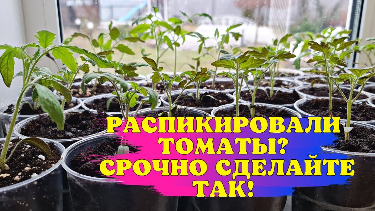 Распикировали ТОМАТЫ? СРОЧНО сделайте ТАК! смотреть онлайн