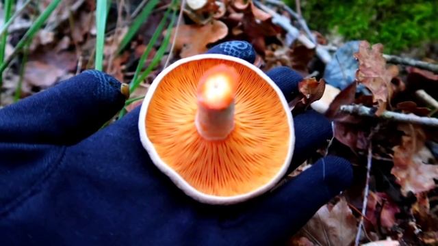 Полная корзина сосновых рыжиков. Нашли серо-розовый и сыроежки. В каком лесу были и где собирали. смотреть онлайн