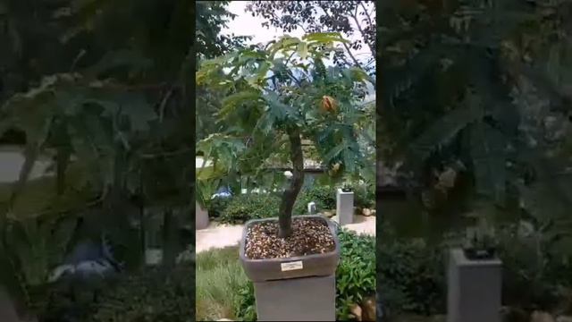 Tamarindo muy bello como Bonsai. produce frutos смотреть онлайн