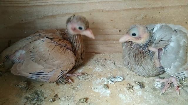 13 июня 2021 г. по жёлтой племенной паре, андижанские голуби узбекские голуби смотреть онлайн