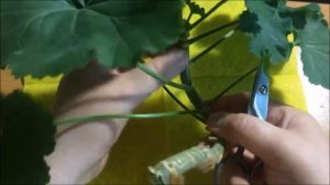 КАК ПЕРЕСАДИТЬ ГЕРАНЬ. ВО ВРЕМЯ ЦВЕТЕНИЯ