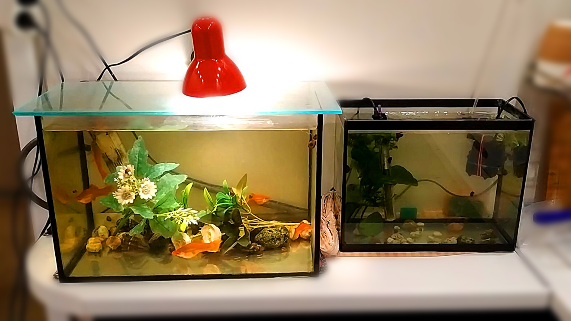 Помогаю соседке с аквариумами! смотреть онлайн