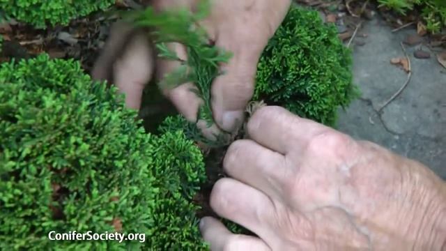 Hinoki Cypress - Chamaecyparis Obtusa 'Nana'   American Conifer Society