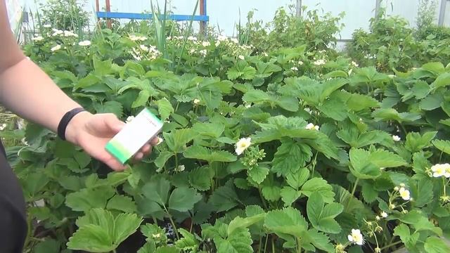 ЙОД: КЛУБНИКА обработка! МИФЫ И РЕАЛЬНОСТЬ! смотреть онлайн